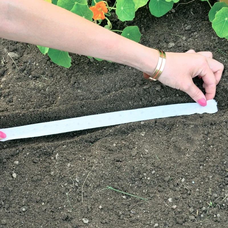 Oignon jaune Stuttgart BIO - Allium cepa | Achat direct au producteur