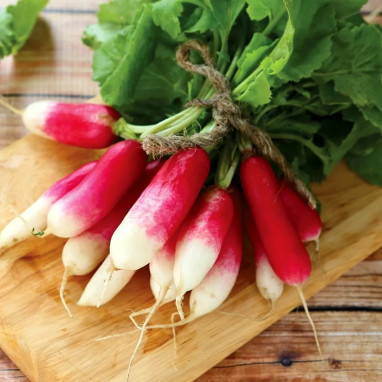 Radis demi-long de 18 jours BIO - Raphanus | Achat direct au producteur