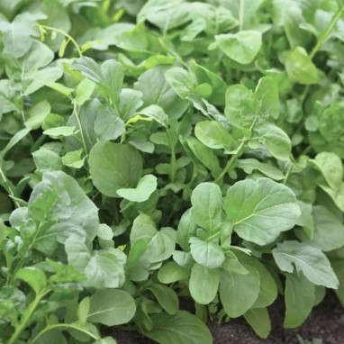 Roquette cultivée BIO - Eruca sativa | Achat direct au producteur