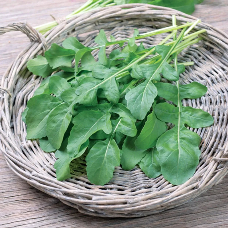 Roquette cultivée BIO - Eruca sativa | Achat direct au producteur