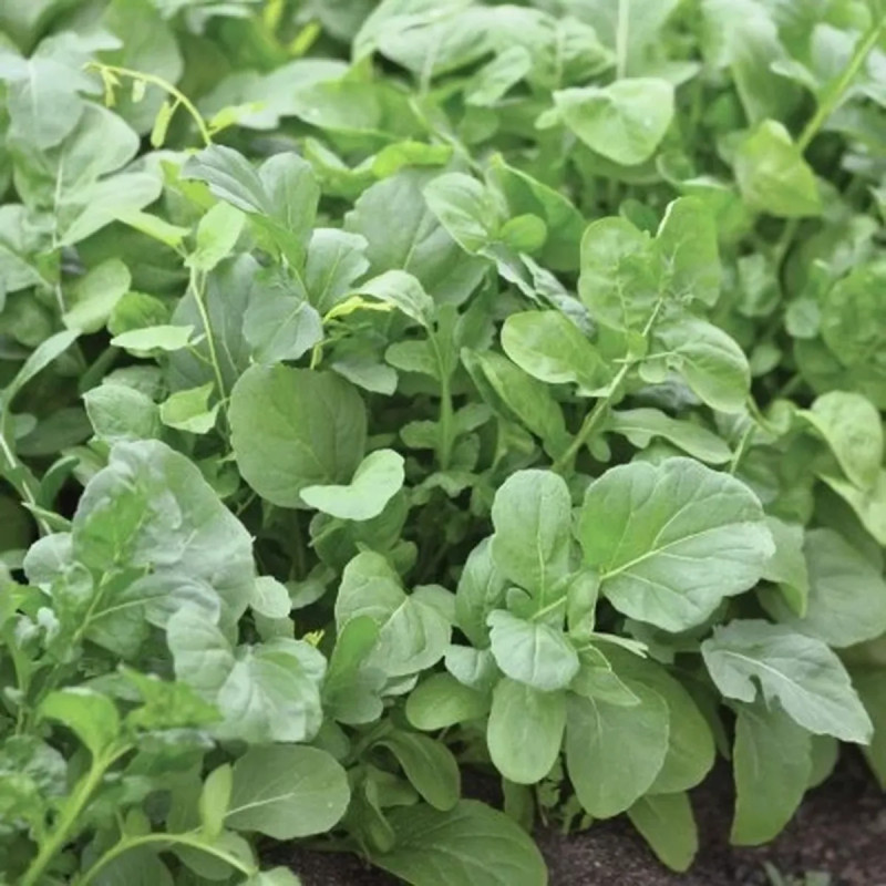 Roquette cultivée BIO - Eruca sativa | Achat direct au producteur