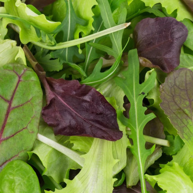 Mesclun Automne Mélange - Lactuca sativa | Achat direct au producteur