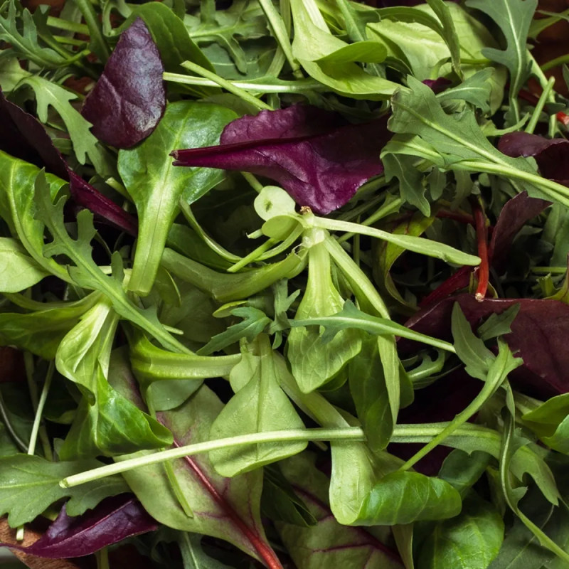 Mesclun Automne Mélange - Lactuca sativa | Achat direct au producteur