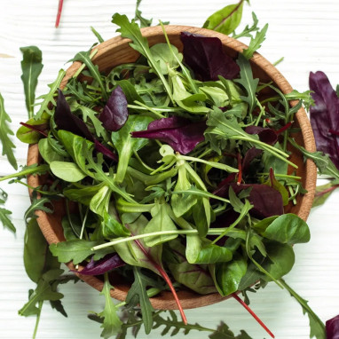 Mesclun Printemps Mélange BIO - Lactuca sativa | Achat producteur