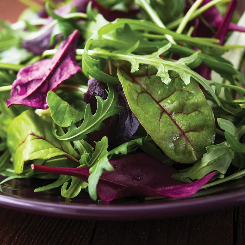 Mesclun Printemps Mélange BIO - Lactuca sativa | Achat producteur
