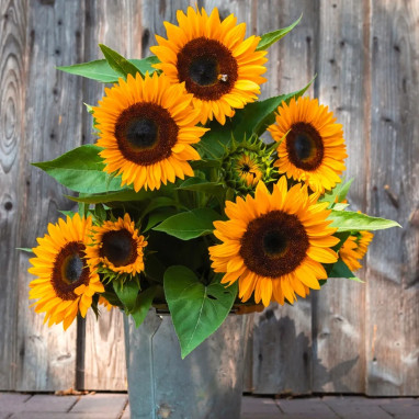 Tournesol Géant 'Fleur Jaune d'Or' BIO - Helianthus | Achat producteur