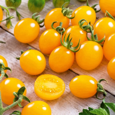 Tomate cerise 'Cereza Amarilla' - Solanum | Achat direct au producteur