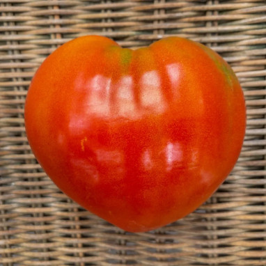 Tomate cœur de bœuf - Solanum lycopersicum | Achat producteur