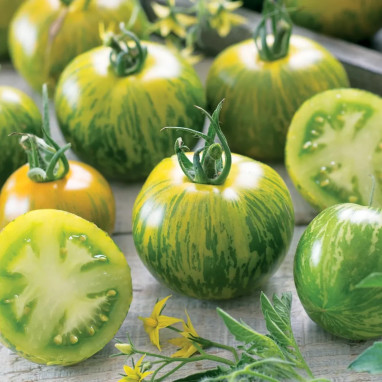 Tomate Green Zebra - Solanum lycopersicum | Achat producteur