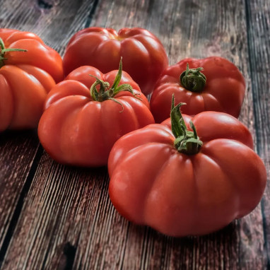 Tomate Marmande VR - Solanum lycopersicum | Achat producteur