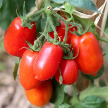 Tomate Roma VF - Solanum lycopersicum | Achat direct producteur