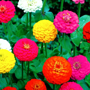Zinnia Nain Lilliput Mélange - Zinnia elegans | Achat producteur