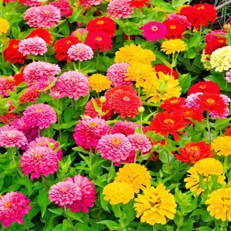 Zinnia Nain Lilliput Mélange - Zinnia elegans | Achat producteur