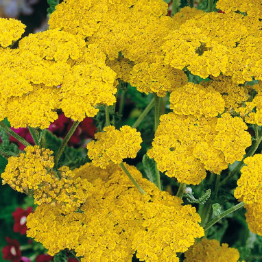 Achillea clypeolata 'Moonshine' - Achillea | Achat direct au producteur