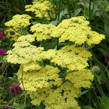 Achillea filipendulina 'Cloth of Gold' | Achat direct au producteur