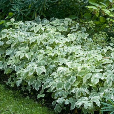 Aegopodium podagraria 'Variegatum' | Achat direct au producteur