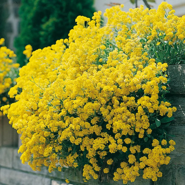 Alyssum montanum Tekara - Alyssum | Achat direct au producteur