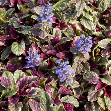 Ajuga reptans 'Burgundy Glow' - Ajuga | Achat direct au producteur