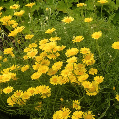 Anthemis tinctoria 'Kelwayi' - Anthemis | Achat direct au producteur