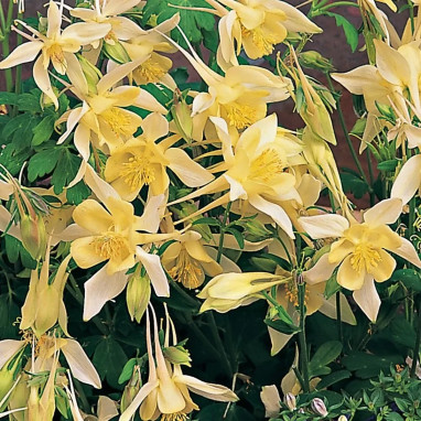 Aquilegia chrysantha 'Yellow Queen' - Aquilegia | Achat producteur