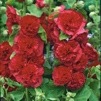Rose trémière 'Chater's Double Scarlet' - Alcea | Achat producteur