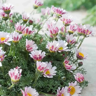 Anacyclus pyrethrum 'Silberkissen' - Anacyclus | Achat direct au producteur