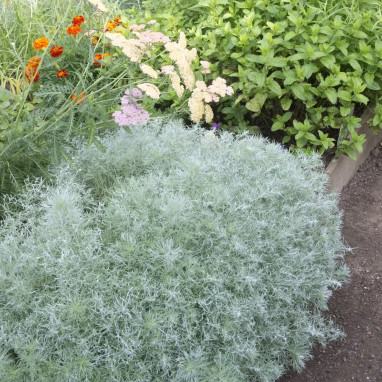 Artemisia schmidtiana 'Nana' - Artemisia | Achat direct au producteur