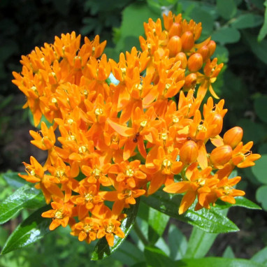 Asclepias tuberosa - Asclépiade tubéreuse | Achat direct au producteur