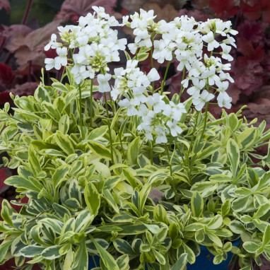 Arabis ferdinandi-coburgii 'Old Gold' | Achat direct au producteur