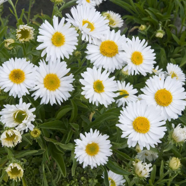 Aster alpinus 'Albus' - Aster | Achat direct au producteur