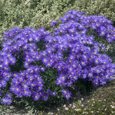 Aster amellus 'Violet Queen' - Aster | Achat direct au producteur