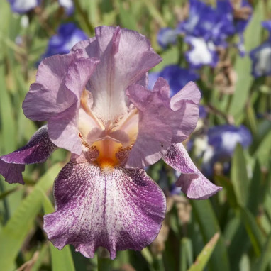 Iris barbu 'Casino Queen' - Iris germanica | Achat producteur