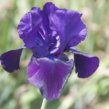 Iris germanica 'Tuxedo' - Iris | Achat direct au producteur