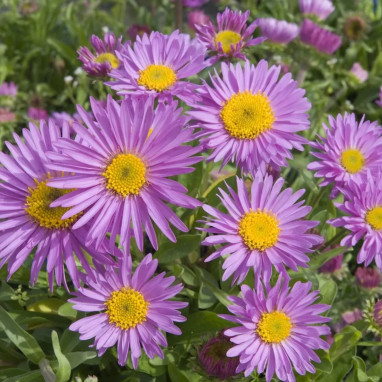 Aster alpin 'Happy End' - Aster alpinus | Achat direct au producteur