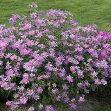 Aster amellus 'Pink Zenith' - Aster | Achat direct au producteur