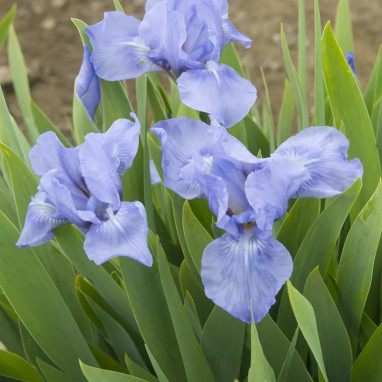 Iris pumila 'Sapphire Gem' - Iris | Achat direct au producteur