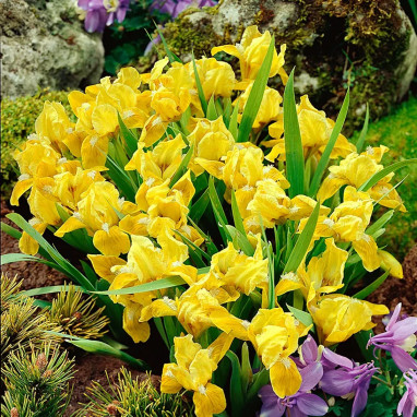 Iris pumila 'Pogo' - Iris nain jaune | Achat direct au producteur