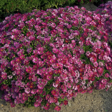 Aster dumosus 'Alice Haslam' - Aster | Achat direct au producteur