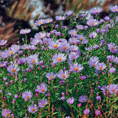 Aster tongolensis 'Wartburgstern' - Aster | Achat direct au producteur
