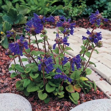 Dracocephalum grandiflorum - Dracocephalum | Achat producteur