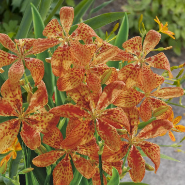 Belamcanda chinensis 'Freckle Face' | Achat direct au producteur