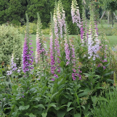 Digitalis purpurea 'Excelsior' - Digitalis | Achat direct au producteur