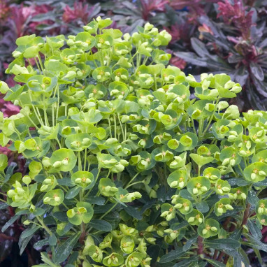 Euphorbia 'Despina' - Euphorbe vivace | Achat direct au producteur
