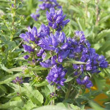 Campanula glomerata 'Speciosa' - Campanule | Achat producteur