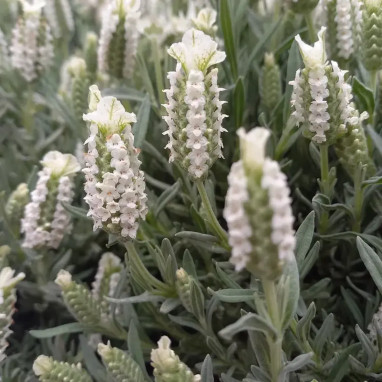Lavandula stoechas 'Snowman' - Lavandula | Achat producteur