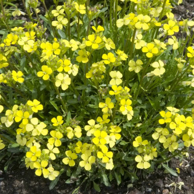Erysimum 'Yellow Zwerg' - Giroflée vivace | Achat direct au producteur