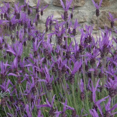 Lavandula stoechas rose - Lavandula | Achat direct au producteur