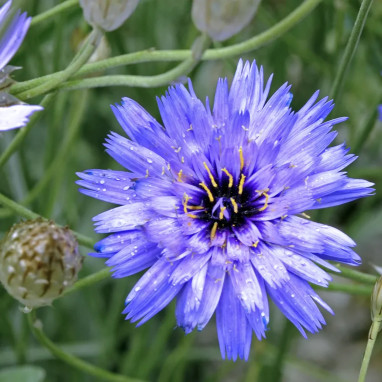 Catananche caerulea - Catananche | Achat direct au producteur
