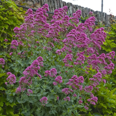 Centranthus ruber 'Coccineus' - Centranthus | Achat producteur