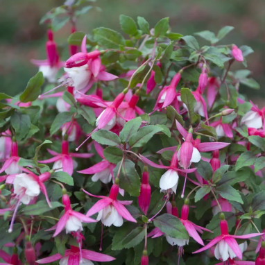 Fuchsia 'Alice Hoffmann' - Fuchsia | Achat direct au producteur